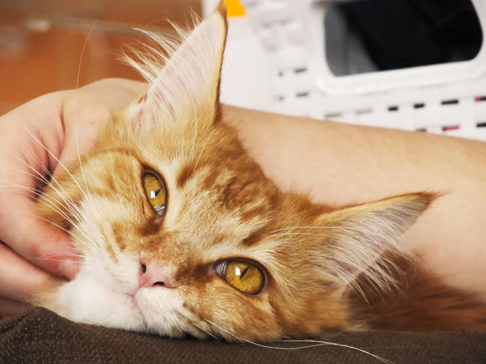 An orange tabby cat being held and petted