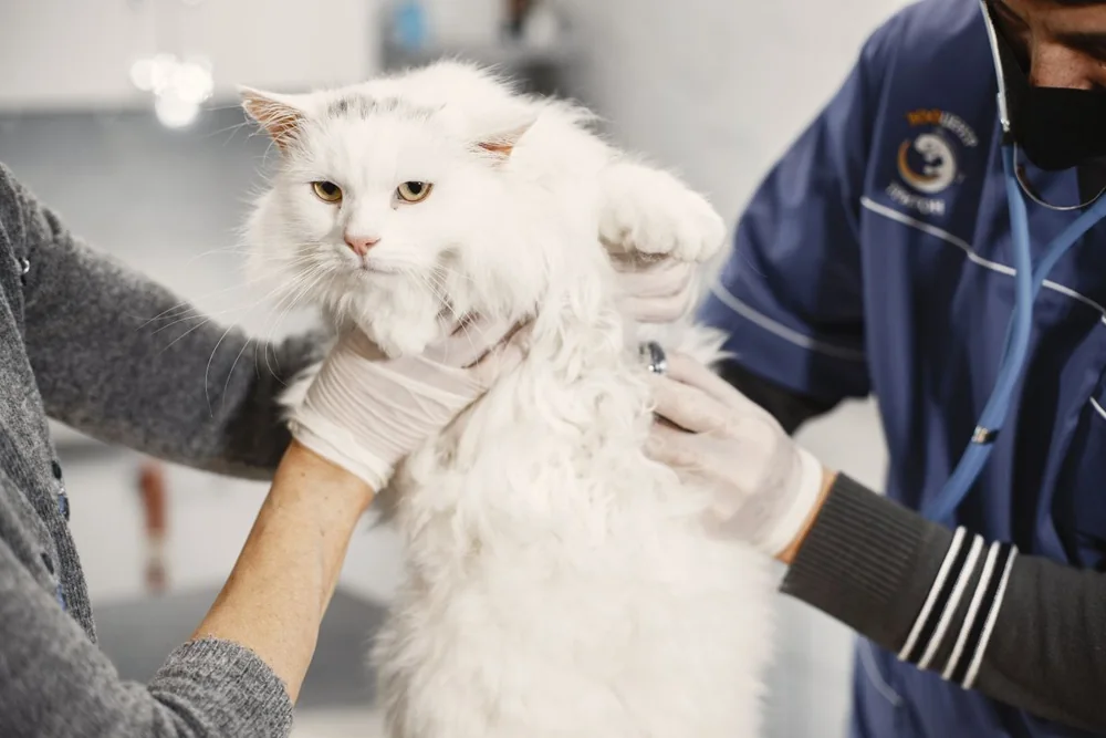 A cat receiving a veterinary examination