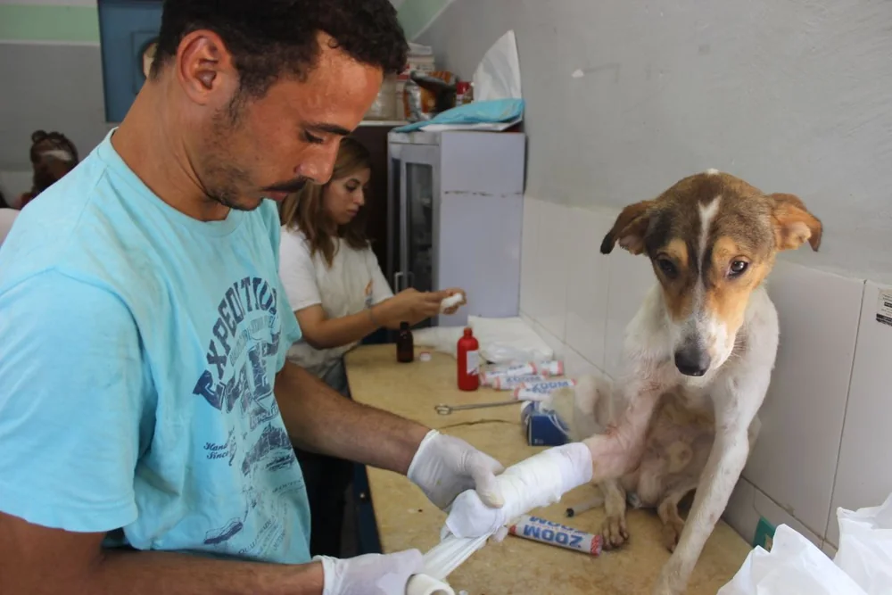 A dog receiving a bandage